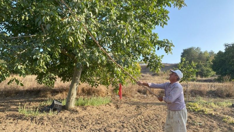 Bilecik'in Gölpazarı ilçesi ceviz